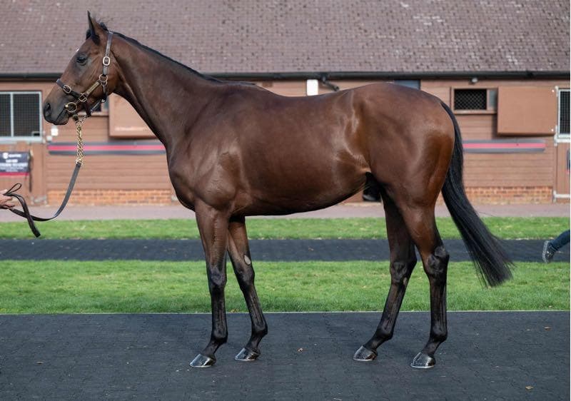 Three new runners for Global Stable