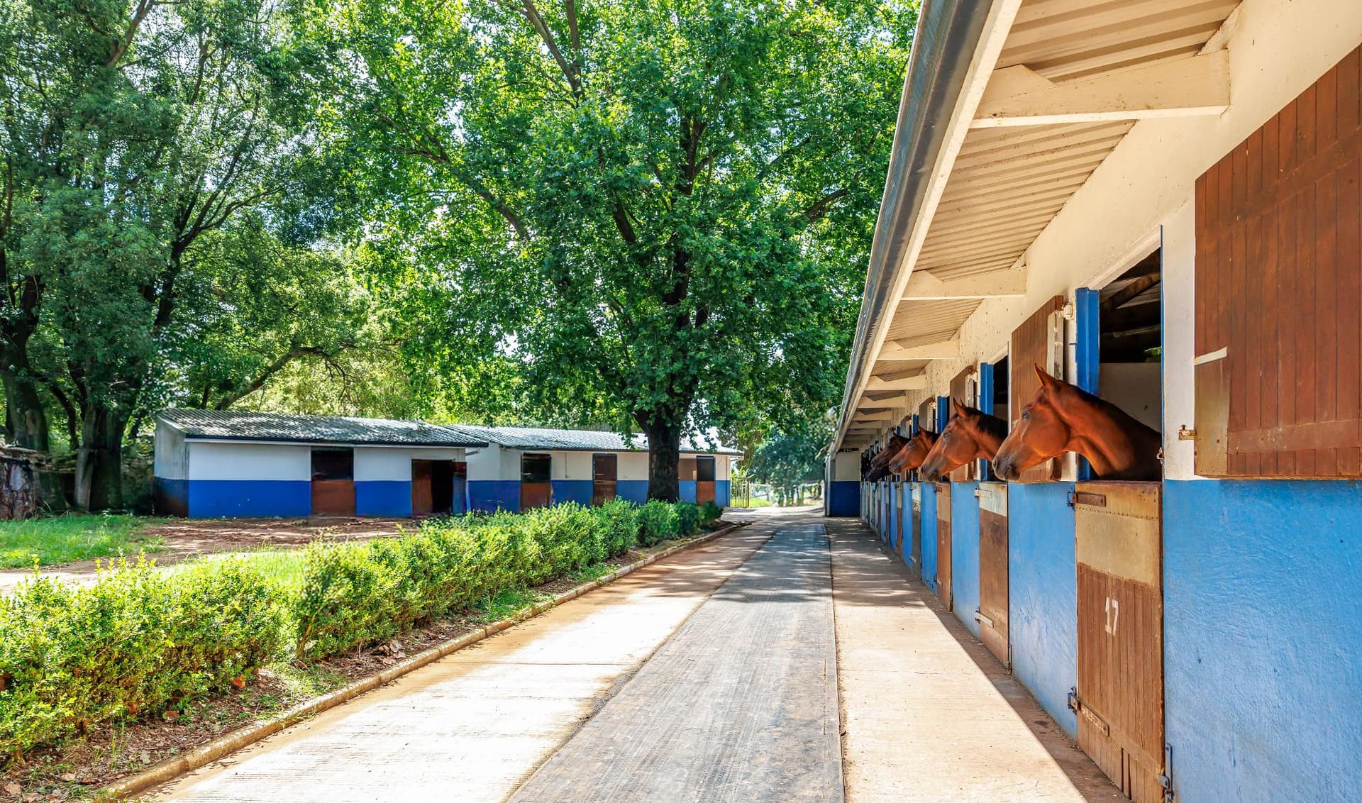 Summerveld Yard 2.jpg