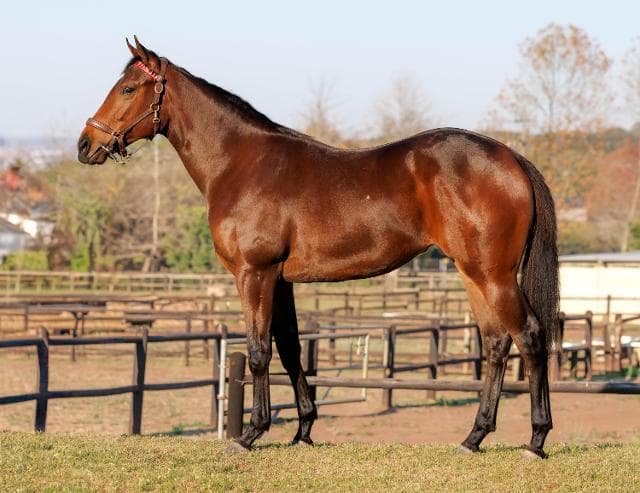 Record-Breaking Results at 2025 BSA KZN Yearling Sale