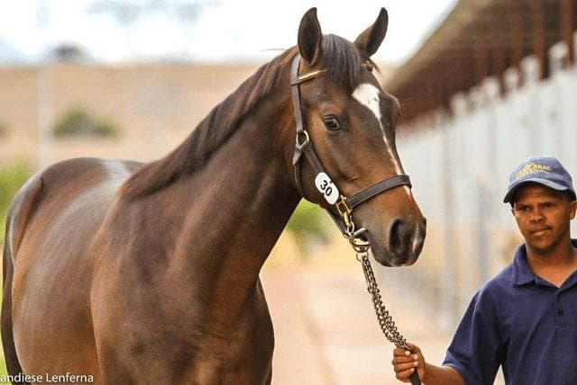 Bloodstock SA announces 2026 sales dates