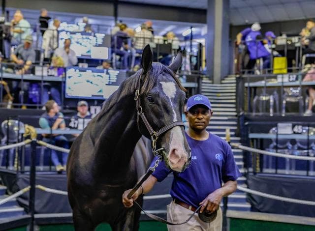 Bloodstock SA's R20-million in sales benefits