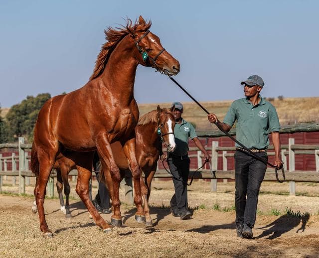 Stunning results at BSA August Sale
