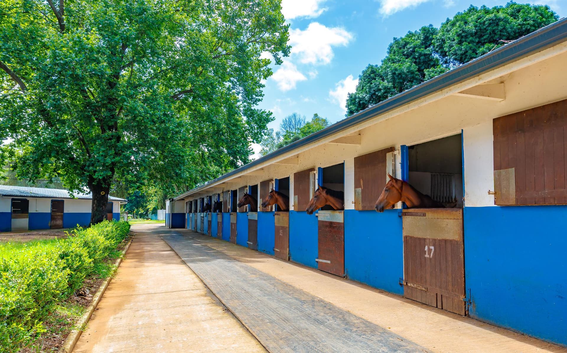 Summerveld Yard 1.jpg