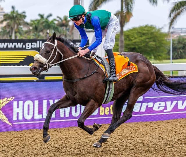 Runners for 16-20 November