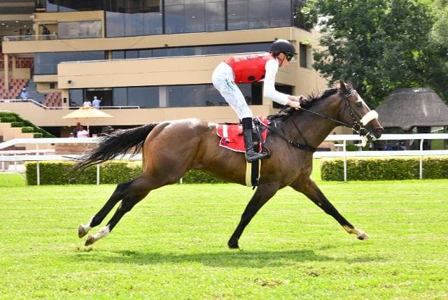 Springbok Spirit Shines as Constellation Takes the Spoils